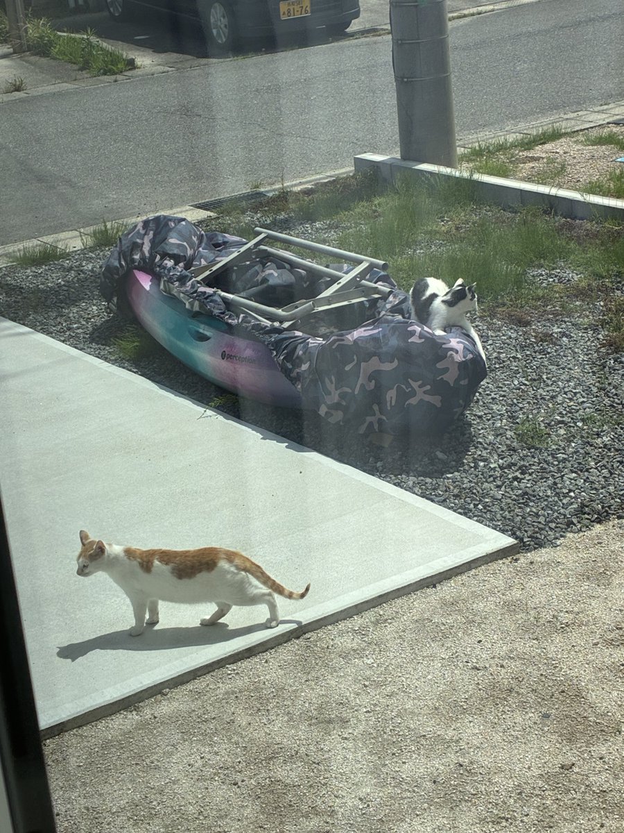 ひろはむ tweet media