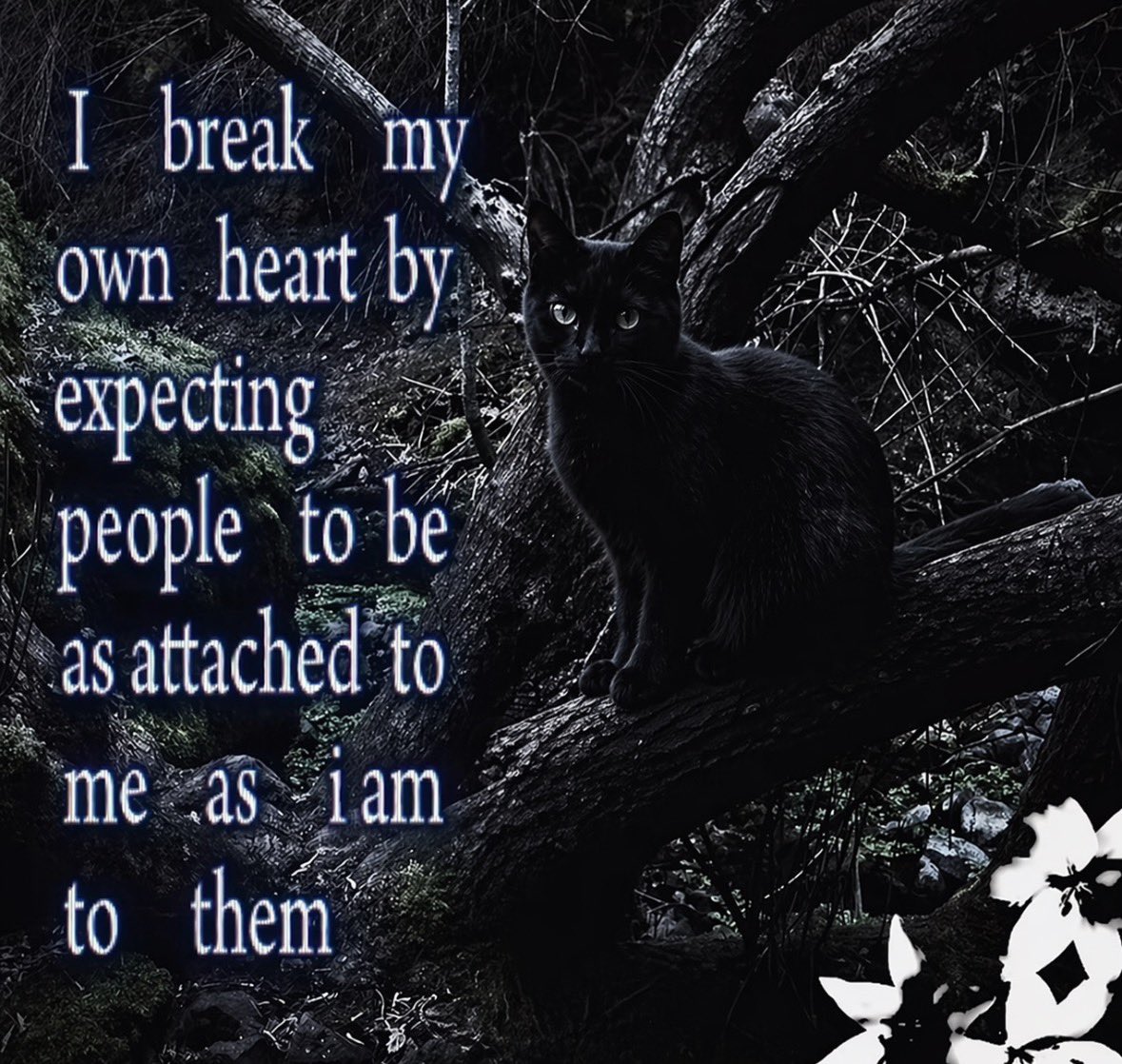 LiterallyMeCats tweet media