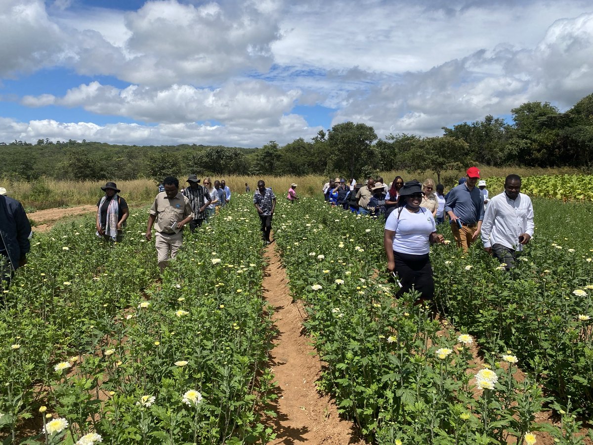 Cloffas Nyagumbo tweet media