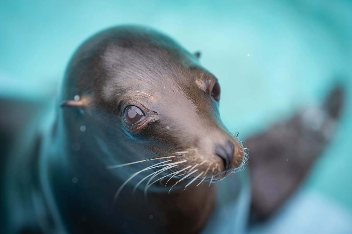 ぐれいうるふ tweet media