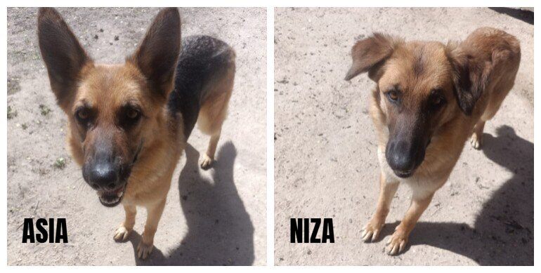 NuevaVidaAdop's tweet image. #madrid 
AIDA y NIZA acaban de ingresar en nuestro Albergue 
NO pueden ser adoptadas,tienen mucho miedo al ser humano..
Apenas tienen 2 años y medio 
BUSCAMOS PADRINOS /MADRINAS para ayudar con su manutención en el Albergue 
CONTACTO 📩facenuevavida@gmail.com 
#ayuda