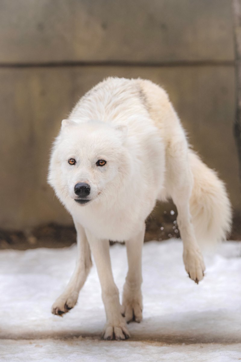 ぐれいうるふ tweet media