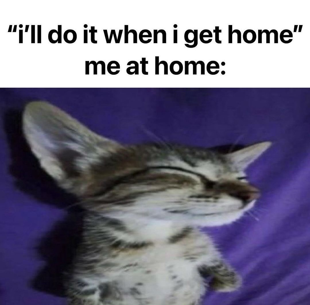 Punch Cat tweet media