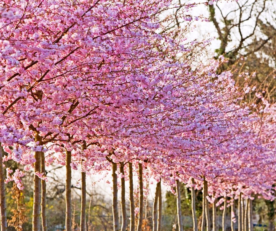 zmay_maya's tweet image. #fridaythoughts #fridayvibes #coffee 
Happy Friday, people ☕️☕️🌸🌿🌼🌿 ...have a wonderful day 🌸🌿🌼🌿 ...weekend is just around the corner 🌸🌿🌼🌿 ...enjoy your coffee 🌸🌿🌼🌿😊