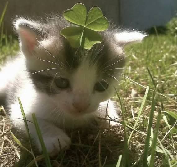 Florella Vivianne | Vtuber 🌸 tweet media