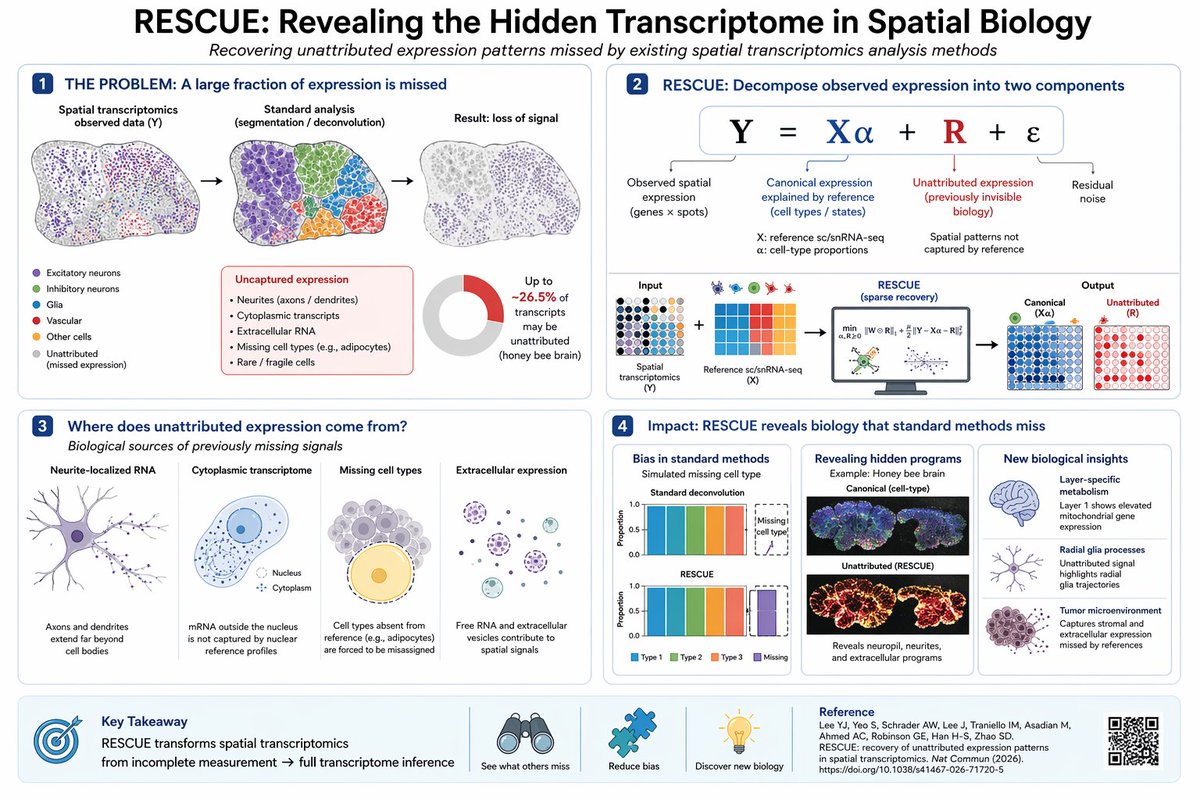 RESCUE: uncovering the “dark transcriptome” in spatial biology

Spatial transcriptomics (ST) has a blind spot:

a large fraction of gene expression is missed by standard cell segmentation or deconvolution.

A new method — RESCUE — fixes this.

Instead of forcing all signals into