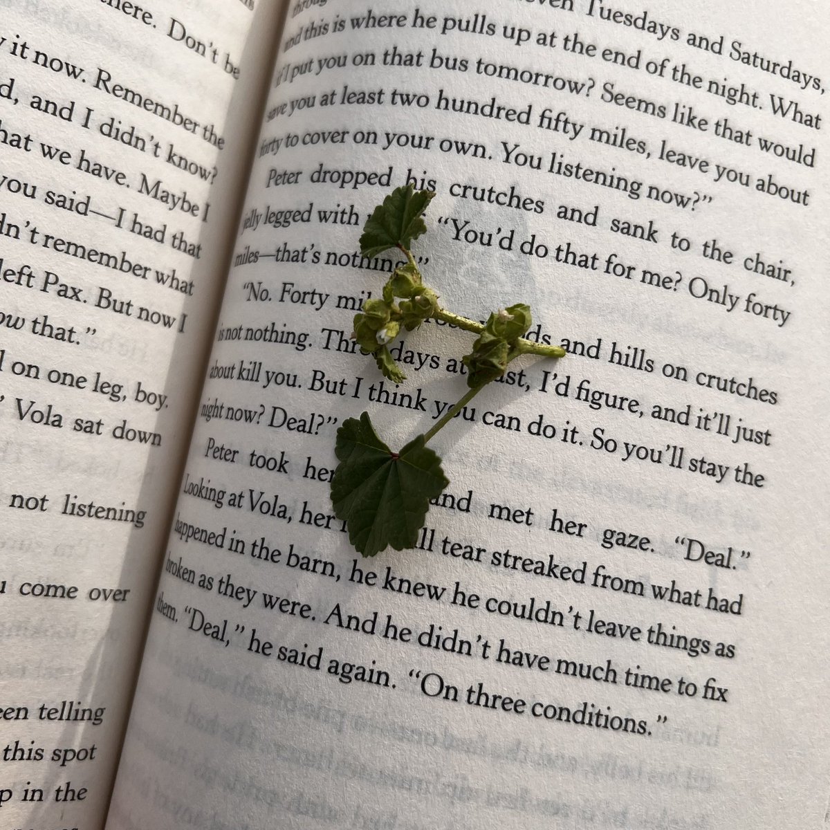 REDangelethan tweet media