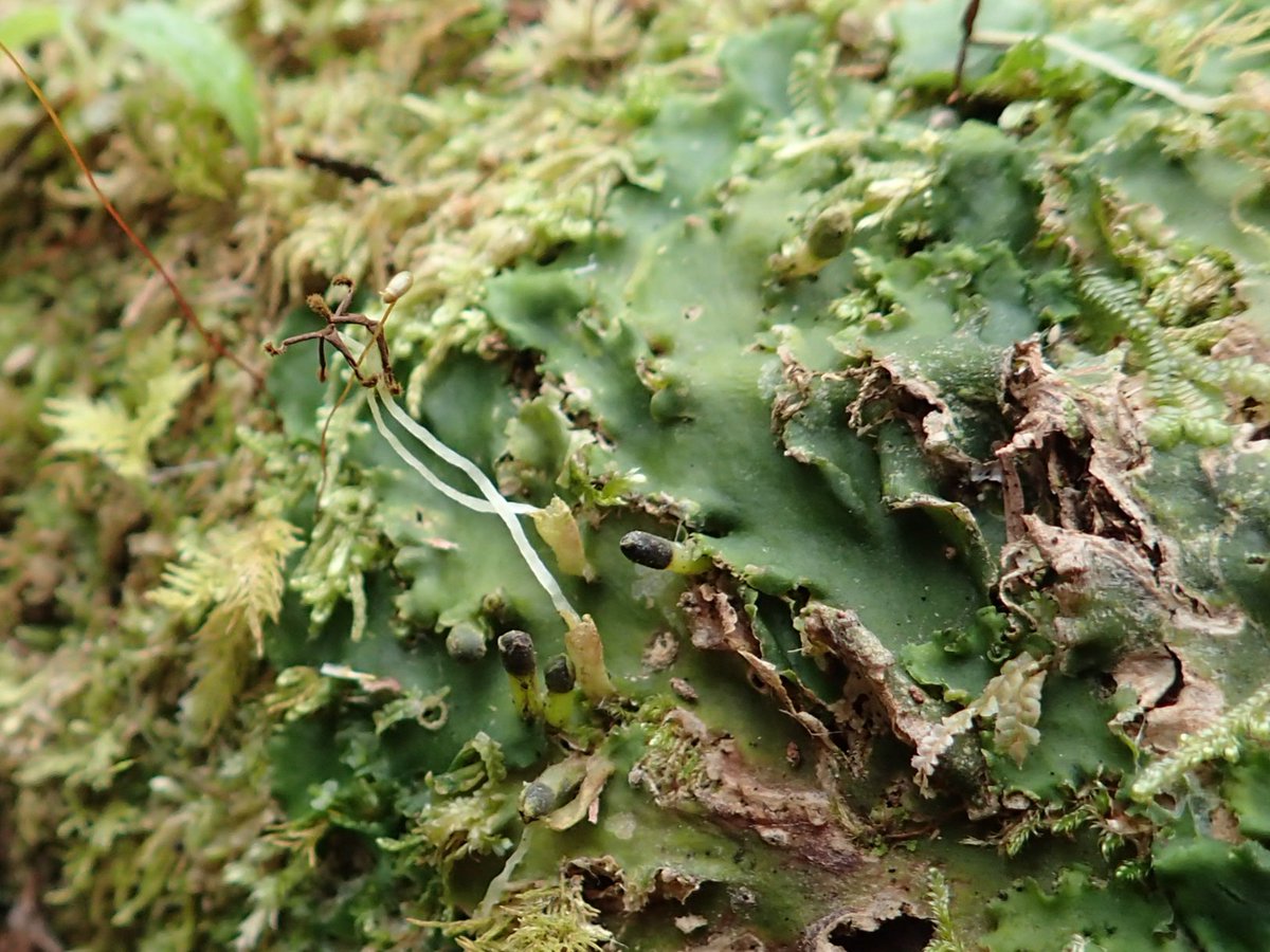 sugigoke's tweet photo. Aneura pinguis with sporophytes, young to finished dispersing spores on moist decayed log in shaded forest. https://t.co/mhCo5hK7pA