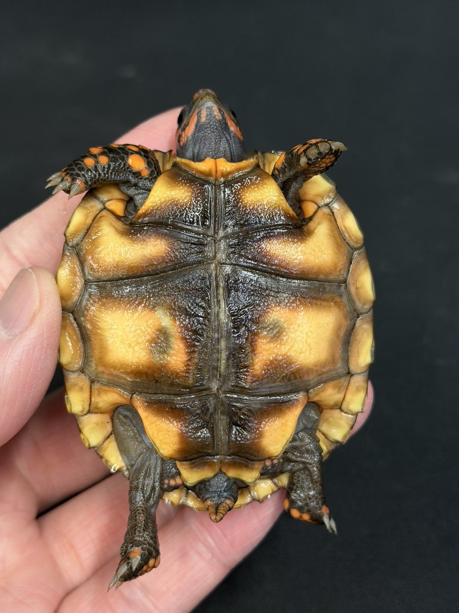新入舎！
アカアシリクガメ　チェリーヘッド

超綺麗です❗️
ブラジリアンドワーフなので通常のバルバドスCBなどよりは小型に育つ傾向にあります！