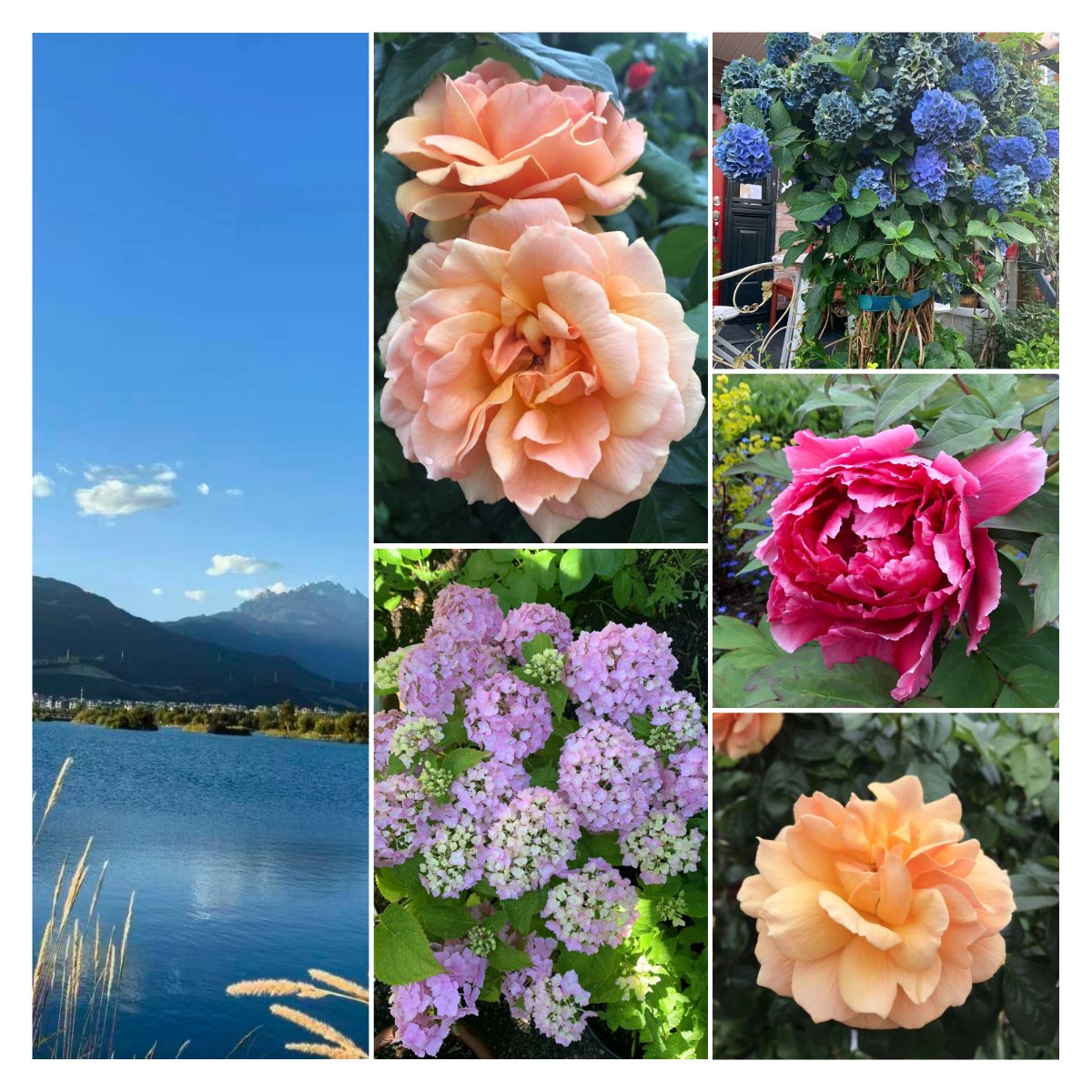 Sherley3388's tweet image. The light of spring
is soft—
like a child who has just learned to smile,
gently falling on petals and the heart.

Happy Friday 🍃🎋🌹

🌹📸