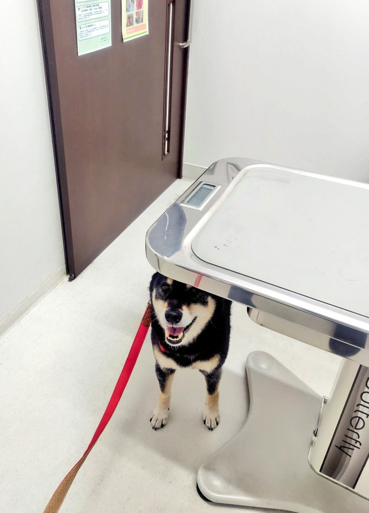 黒柴さてつ tweet media