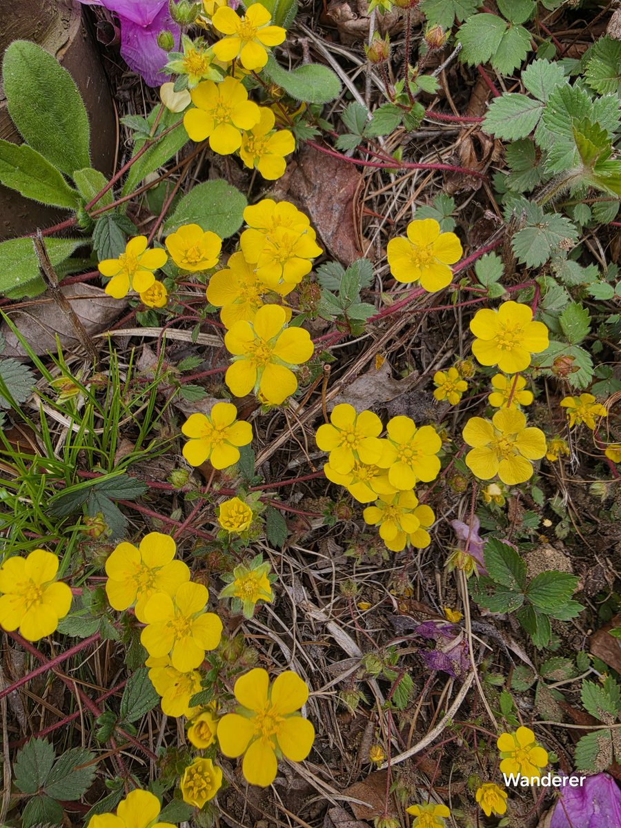 heehee78291's tweet image. Cinque-foil🌼💚It is a common wildflower found in mountains and fields✨️#wildflowers  #nature. #flowers