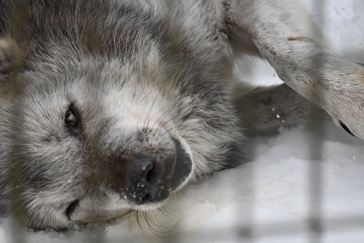 nanakamado tweet media