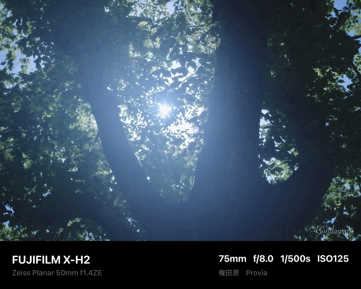 loqg78's tweet image. そろそろコーシータイム(´・ω・)

#fujifilm_xseries #XH2 #Zeiss #Planar50ZE #ノスタルトーン