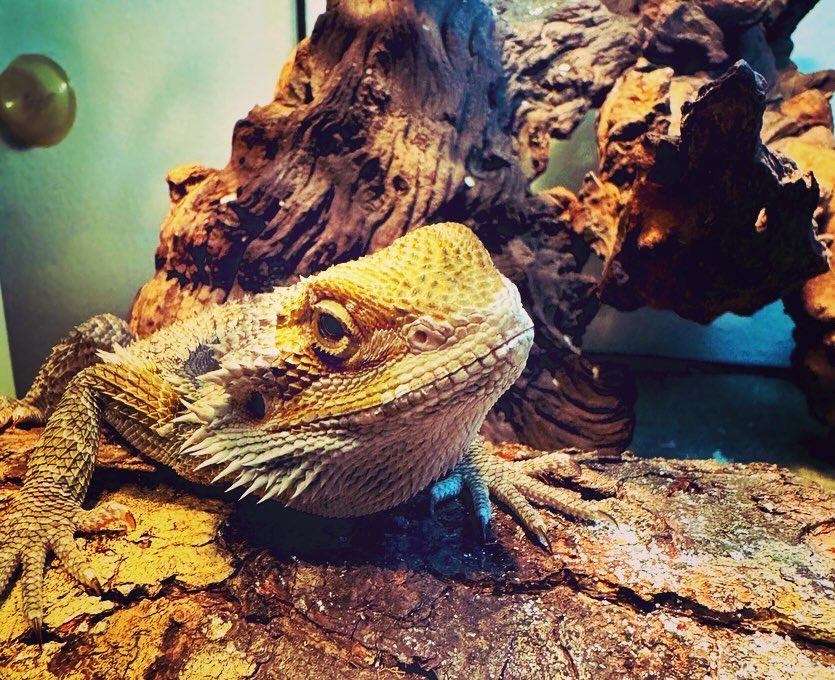 DeeFromSD's tweet photo. My son when himz was a baby. ☺️☺️
Now he’s two feet long. I love himz.

#BeardedDragons #Reptiles #BabyDinosaur #Himz #Gordon #HeEatsBugz #AttitudeProblem #HeNeedToGetAJob #iLoveAColdBloodedLittleWeirdo #MySon #HesSoChill #hashtags https://t.co/0GDGXFYSsb