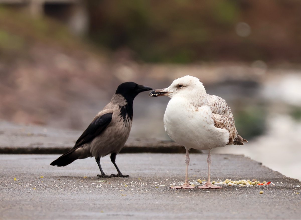 sedasrgnc tweet media