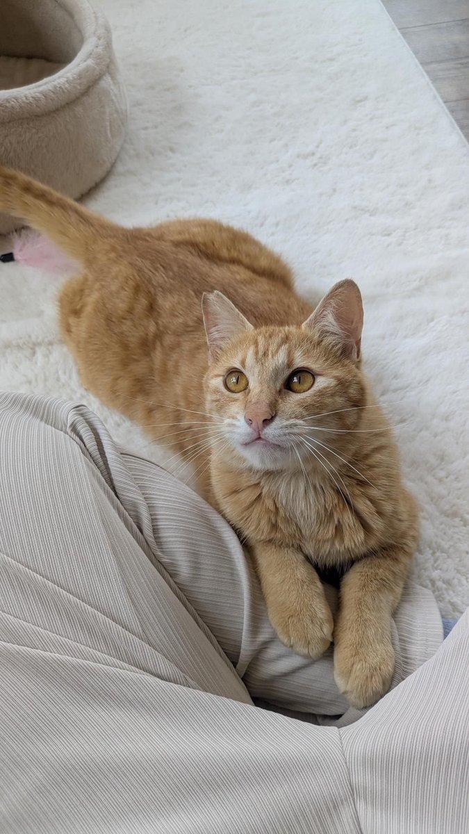 保護猫カフェうたたね tweet media