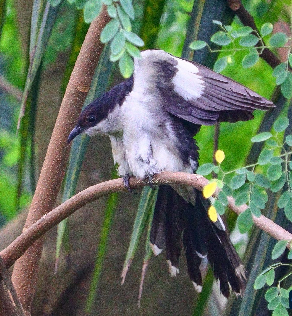 koushikdas47's tweet image. A Jacobin cuckoo was busy terrorising a gang of jungle babblers. Since babblers are the preferred hosts for their chicks, the cuckoo was waiting for the perfect moment to deceive the group and lay its eggs into their nest

It was quite the drama in my backyard last year #IndiAves