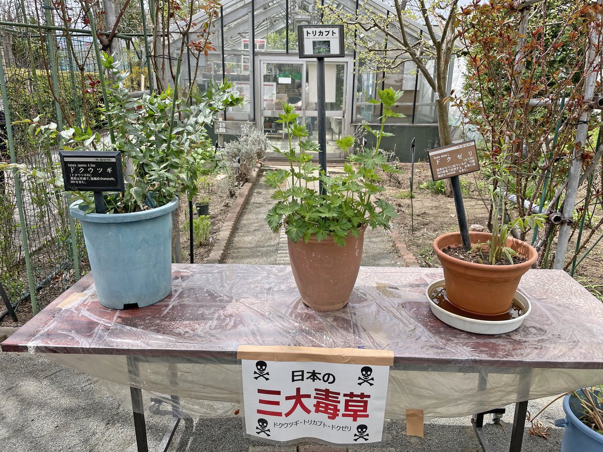 北海道立衛生研究所の「春の山菜展」にさっそく行ってきたが出だしからインパクトがすごい。