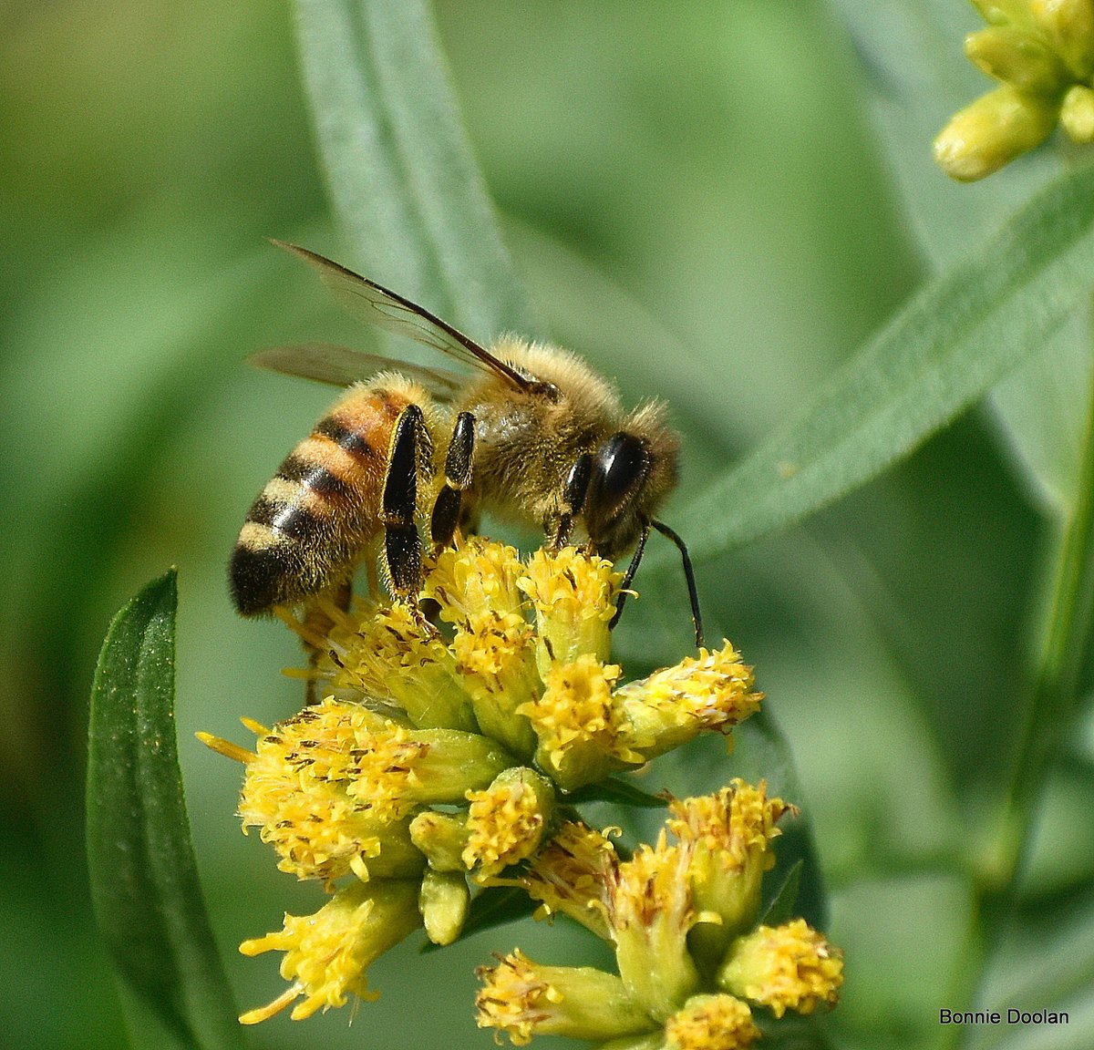 Today’s Bee #NaturePhotography