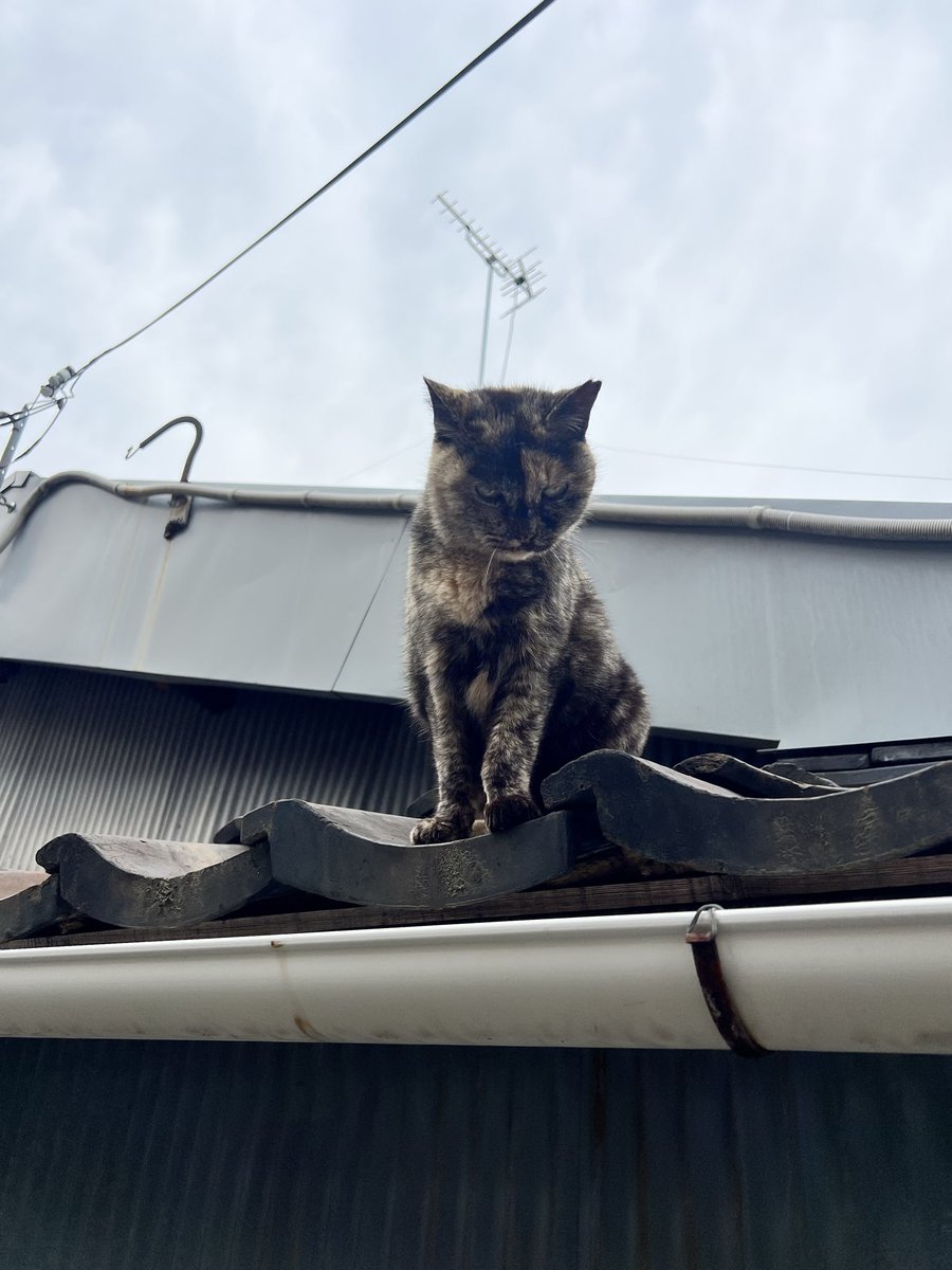 🃏バラライカ🃏 tweet media