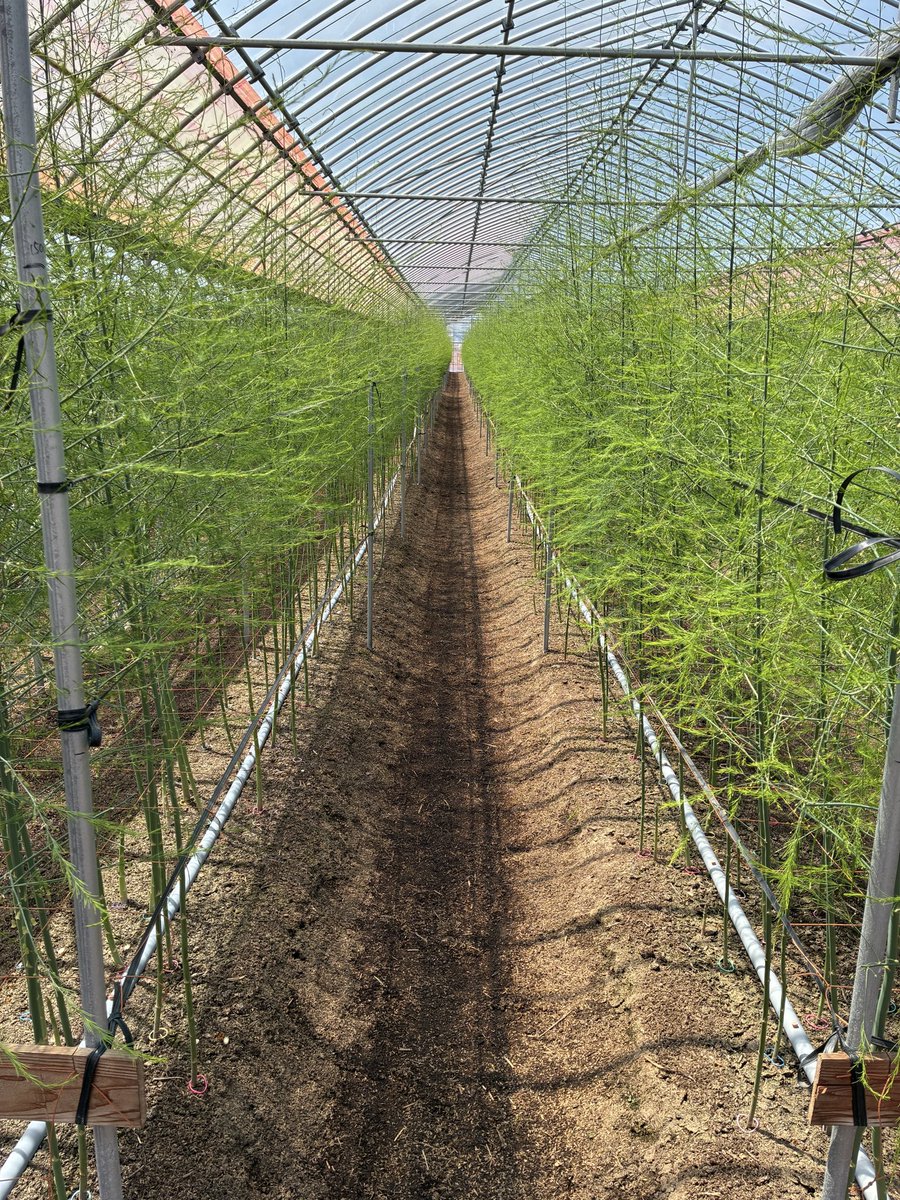 d08414170's tweet photo. まだ葉は開ききってないが、枝が通路に伸びて防除ができないため、整枝を開始^_^

66m先までよく見えるようになりました^_^
次の防除までに何とか頑張って整枝終わらせな💦 https://t.co/CM815B85ac