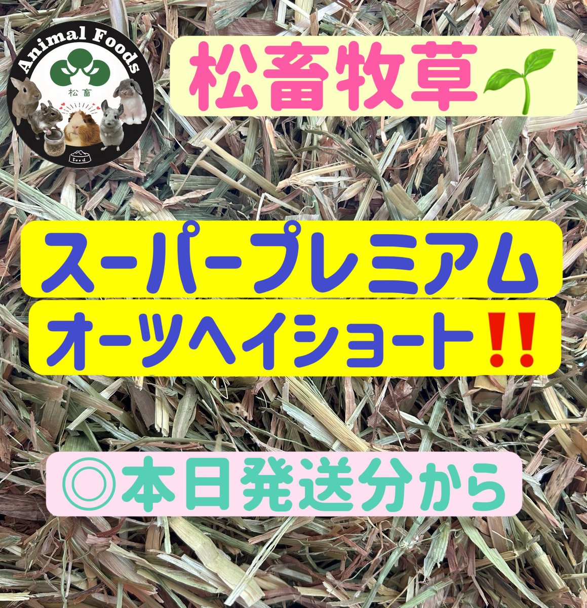 Animal_Foods's tweet photo. 松畜 Animal Foods入荷ロット‼️🌻
『松畜牧草 スーパープレミアム
オーツヘイショート』🌿
本日発送分より🫡　　

今回のロットは
🌱全体的に黄色の色味
🌱パラパラな感触

松畜牧草の特徴⬇️

🌸愛情込めて🌸
丁寧にカットしてます❣️

牧草にお悩みの方
一度お試ししてみてください😍

⭕️オーストラリア産
#松畜AnimalFoods
#松畜
#松畜牧草
#オーツヘイ
#ショート

https://t.co/SJyZGWzGS2

☝️ヤフーフリマURLです☝️
楽天市場・Amazon☞もチェック❣️
ヤフオク・ラクマで松畜牧草と検索🔍🌱