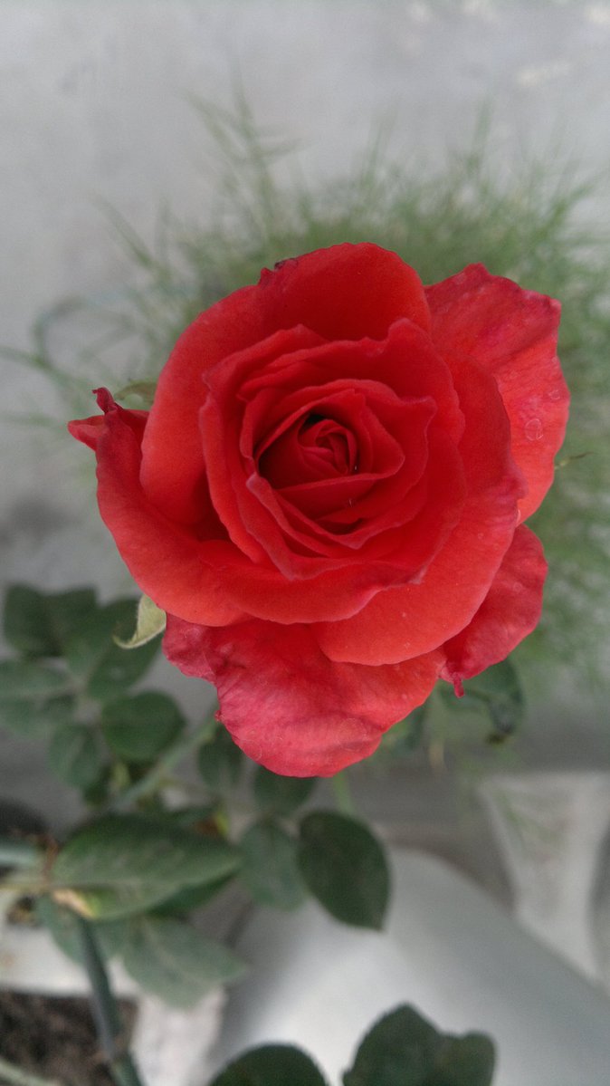 Brokenarrowtwo's tweet image. Finally Friday.....
Share your 🌷📷 picture for Flowers on Friday! 
#Mobilephotography
#theme_pic_India_flowers