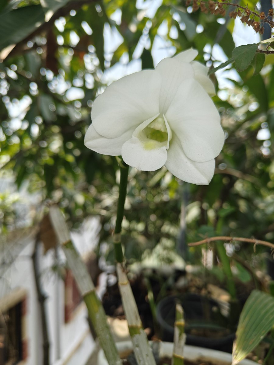 ChakmaTarit's tweet image. It took me two months for getting the first bloom of this Dendrobium bigibbum #Orchids..
The monsoons of North East are one of the best climates for Orchids to thrive..
#Hobby
#Orchids