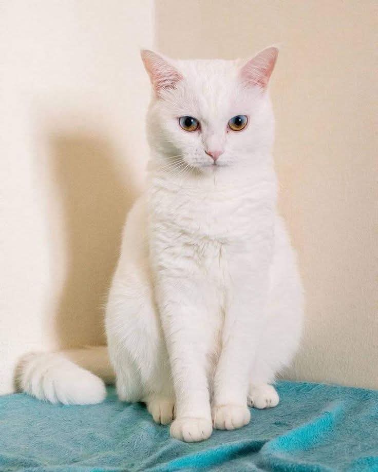 Sara Mary ⭐❤️ tweet media