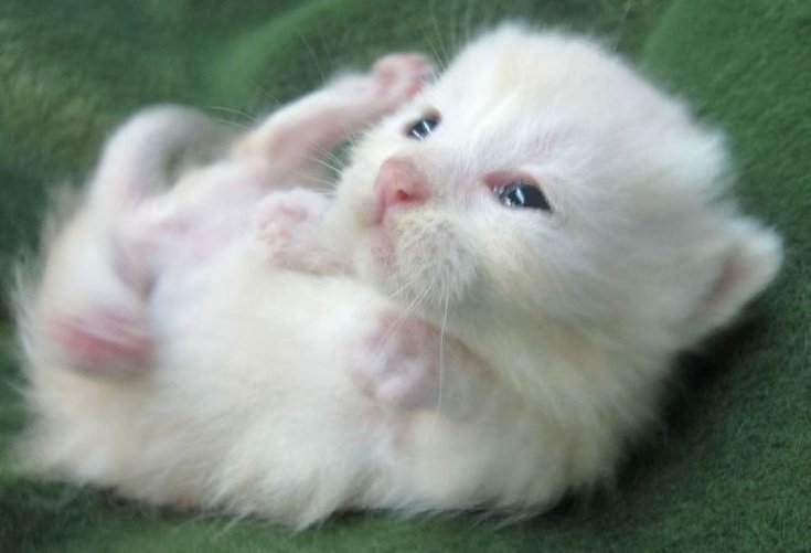 lix ꣑ৎ tweet media