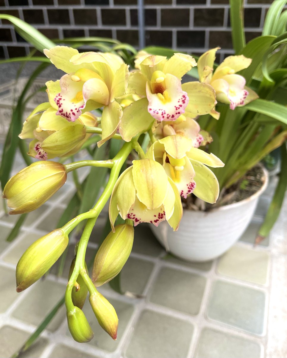 Kindsense tweet media