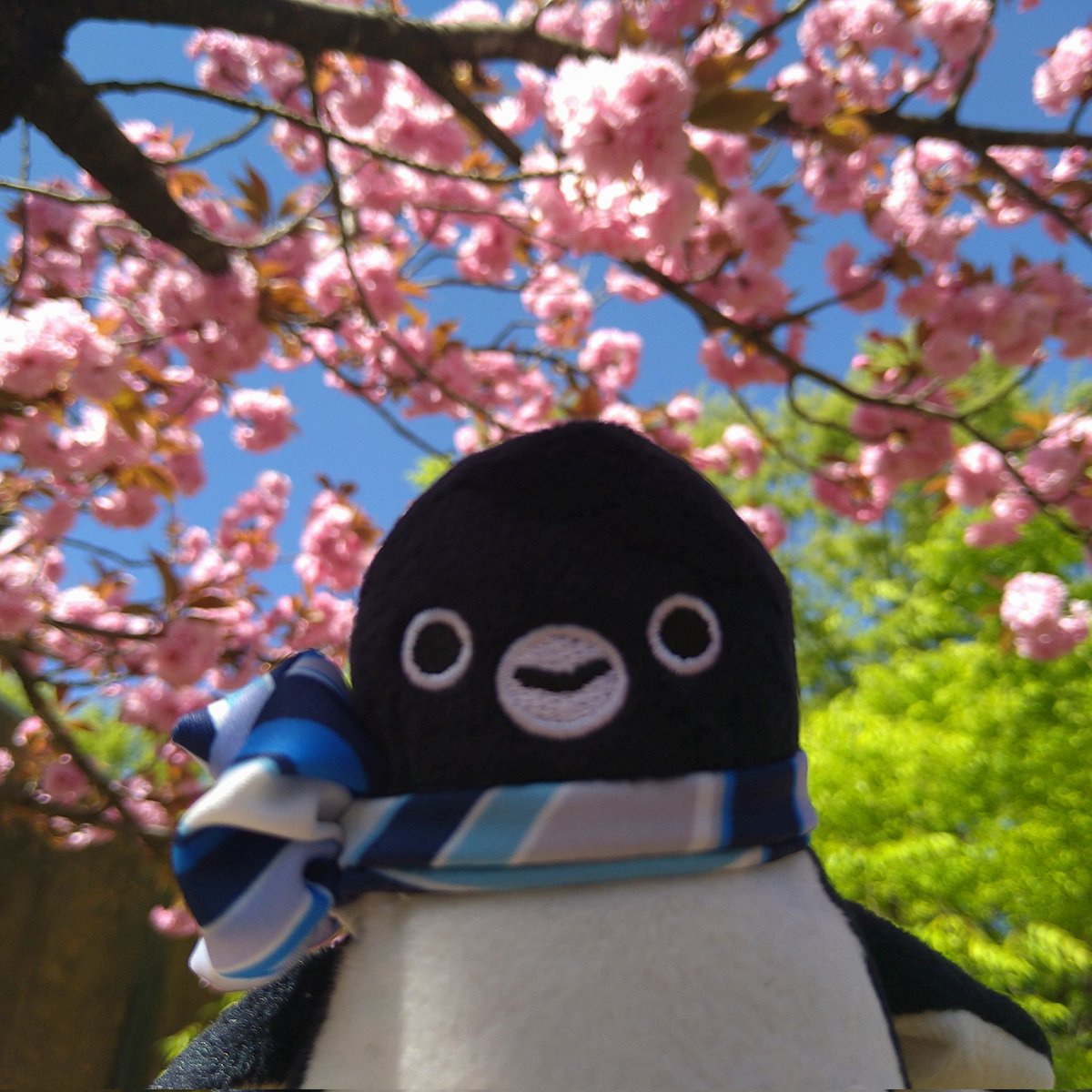プロレタリアペンギン tweet media