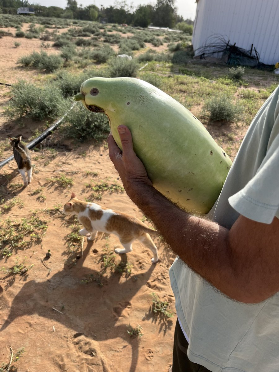 はなもも(hanamomo) tweet media