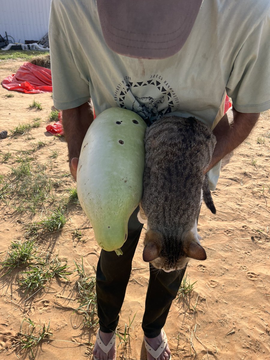 はなもも(hanamomo) tweet media