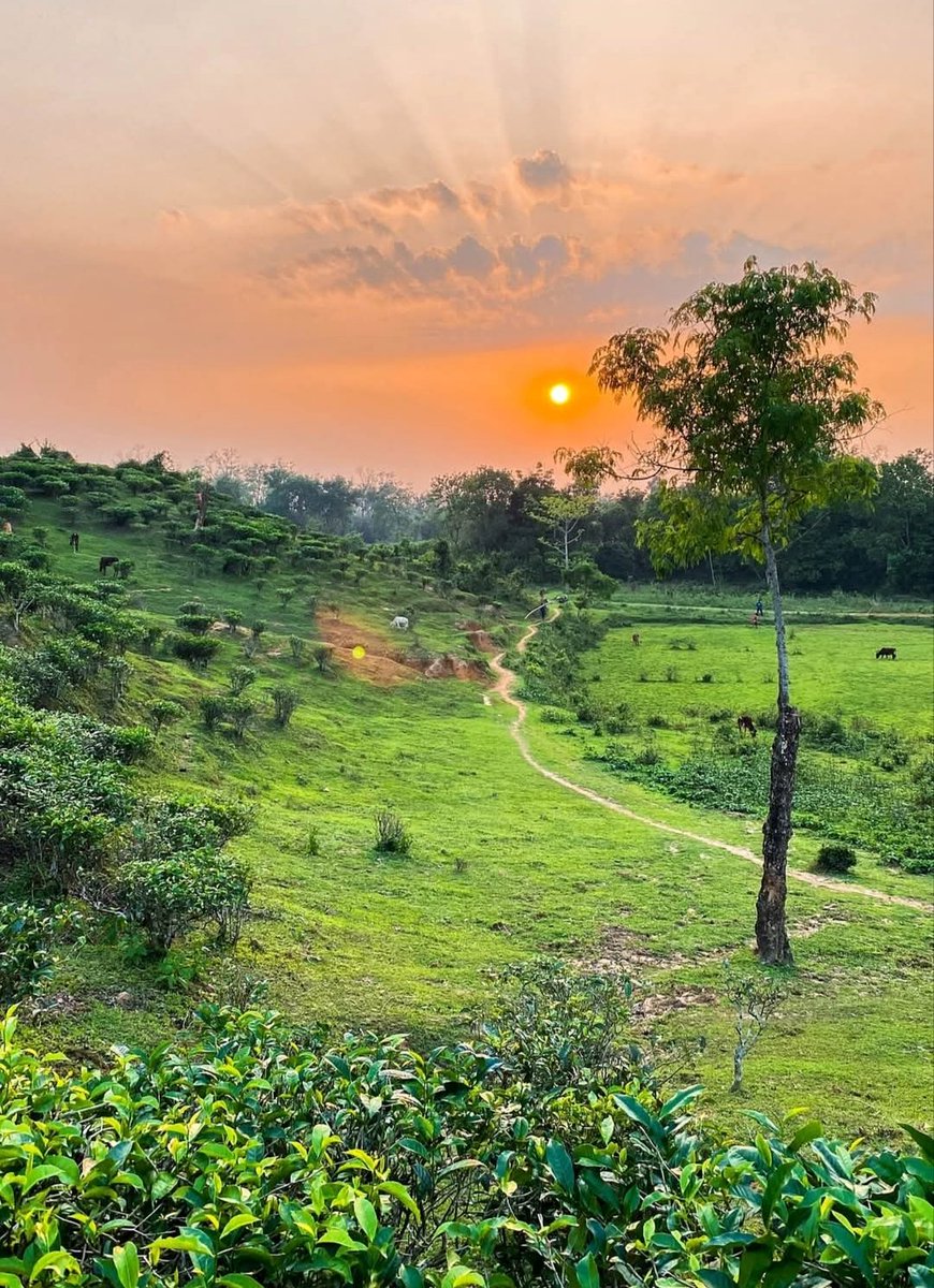 iamsayedul tweet media