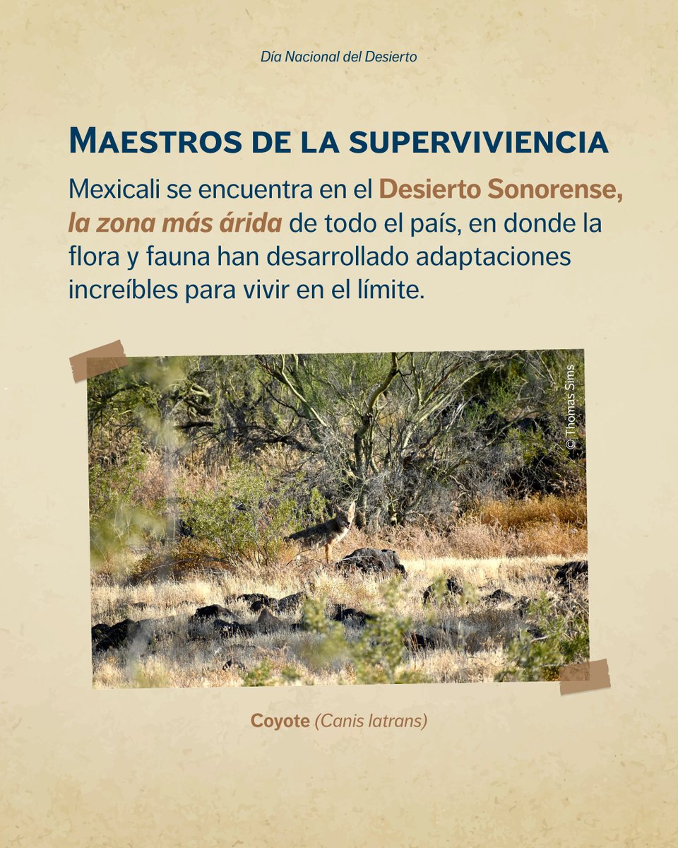 ReviveelRio tweet media