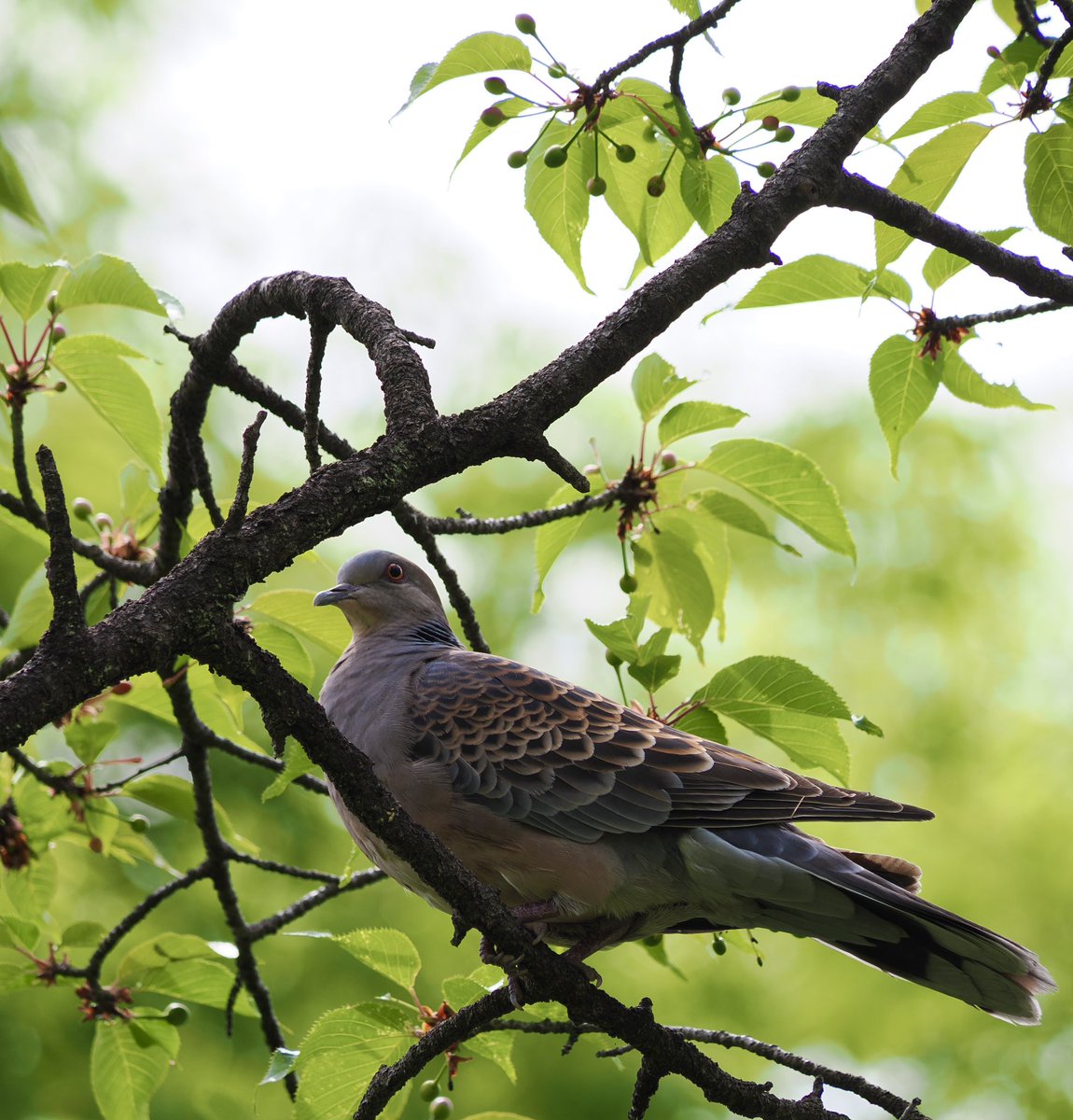 アンダーシュート🍃 tweet media