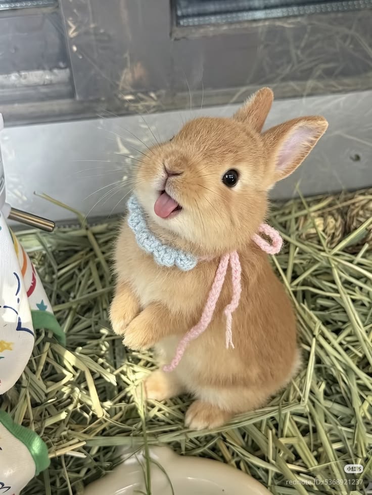 WHY YOU SHOULD HAVE A BUNNIES tweet media