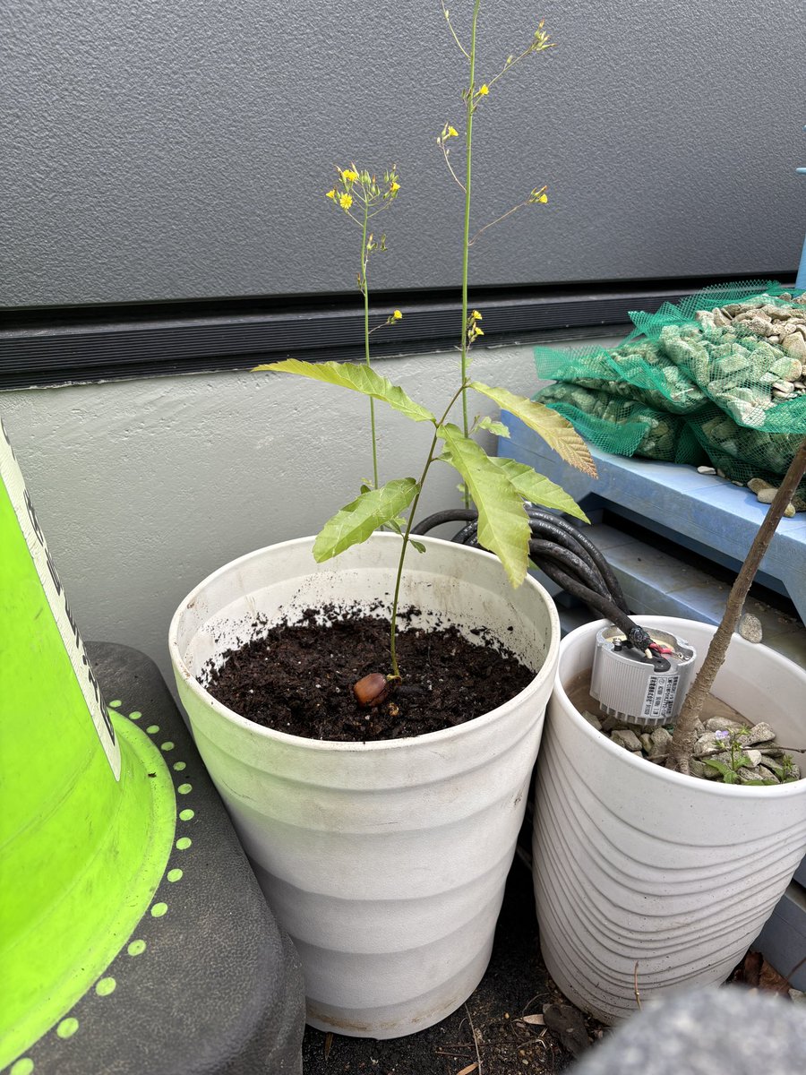 本社の庭でコナラと思われるどんぐりから
発芽しており、捨てられる運命だったのですが、成長を見守ってみることになりました🌱👀