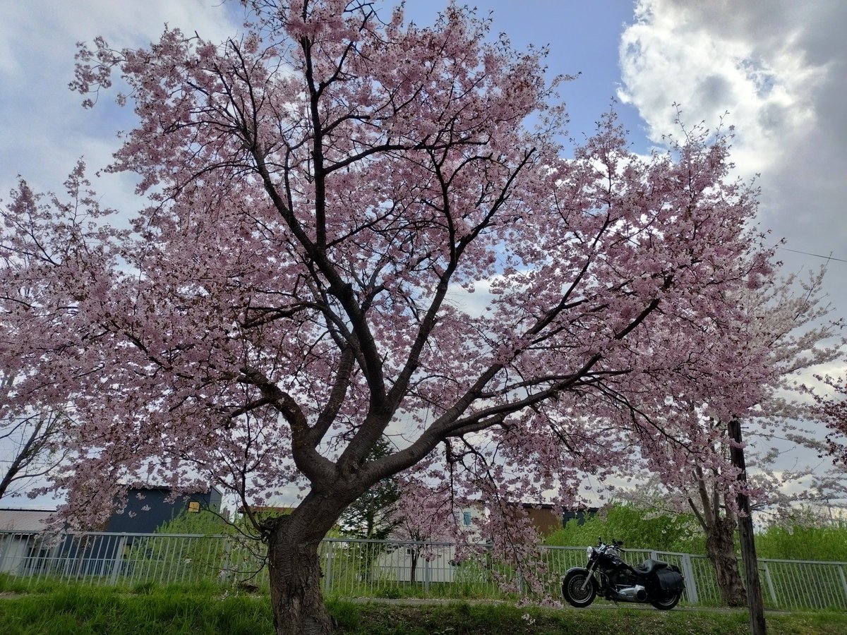 TTsaaan's tweet photo. #桜と相棒2026
皆様、こんにちは✨️
十勝地方も桜満開です🌸

近所のセブンで買った
『野沢菜焼き豚マヨパン』
最近のマイブームです🥯 https://t.co/1M7P4xIMlG