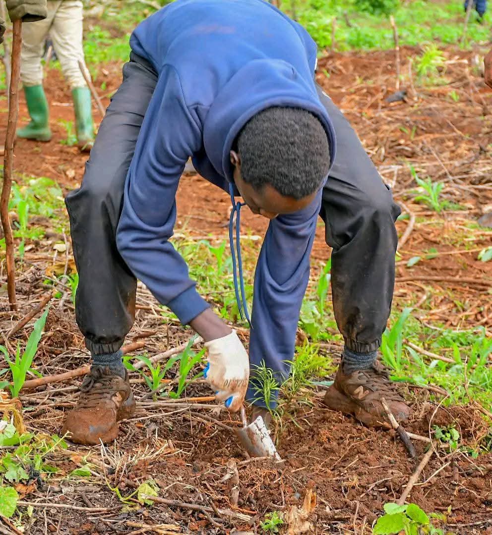 Tilingi 🐘 tweet media