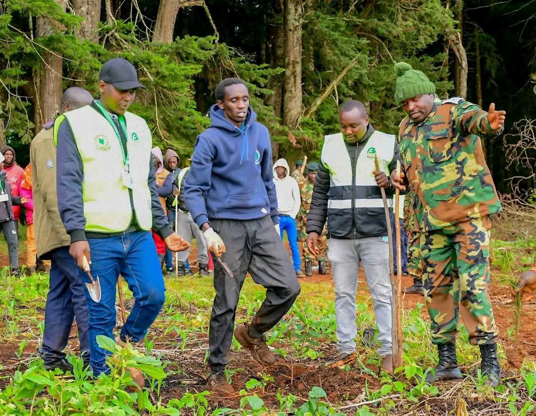 Tilingi 🐘 tweet media