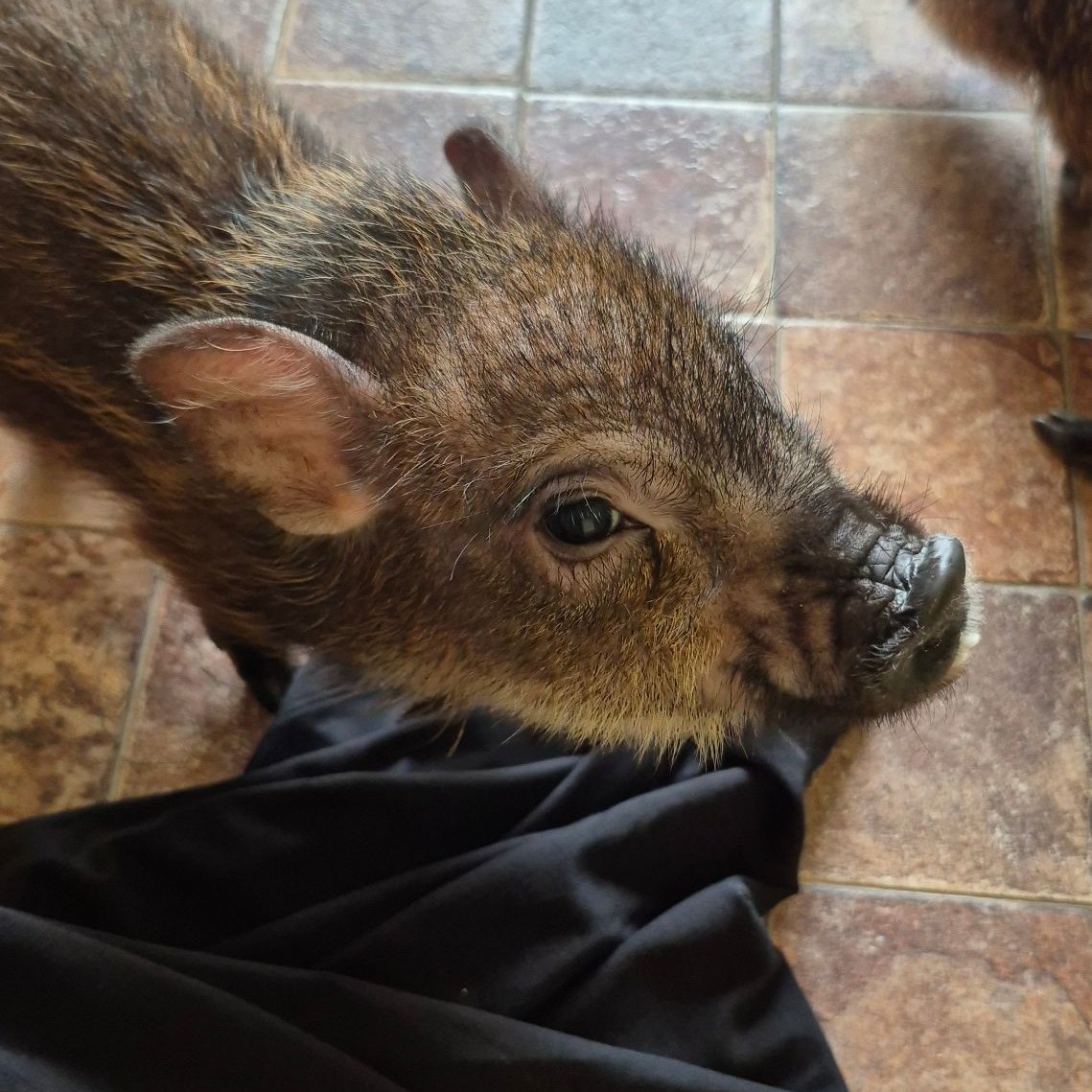 RayAsmr_jp's tweet photo. マイクロブタカフェ行ってきました🐖
#micropig https://t.co/tAQWXHIOHs
