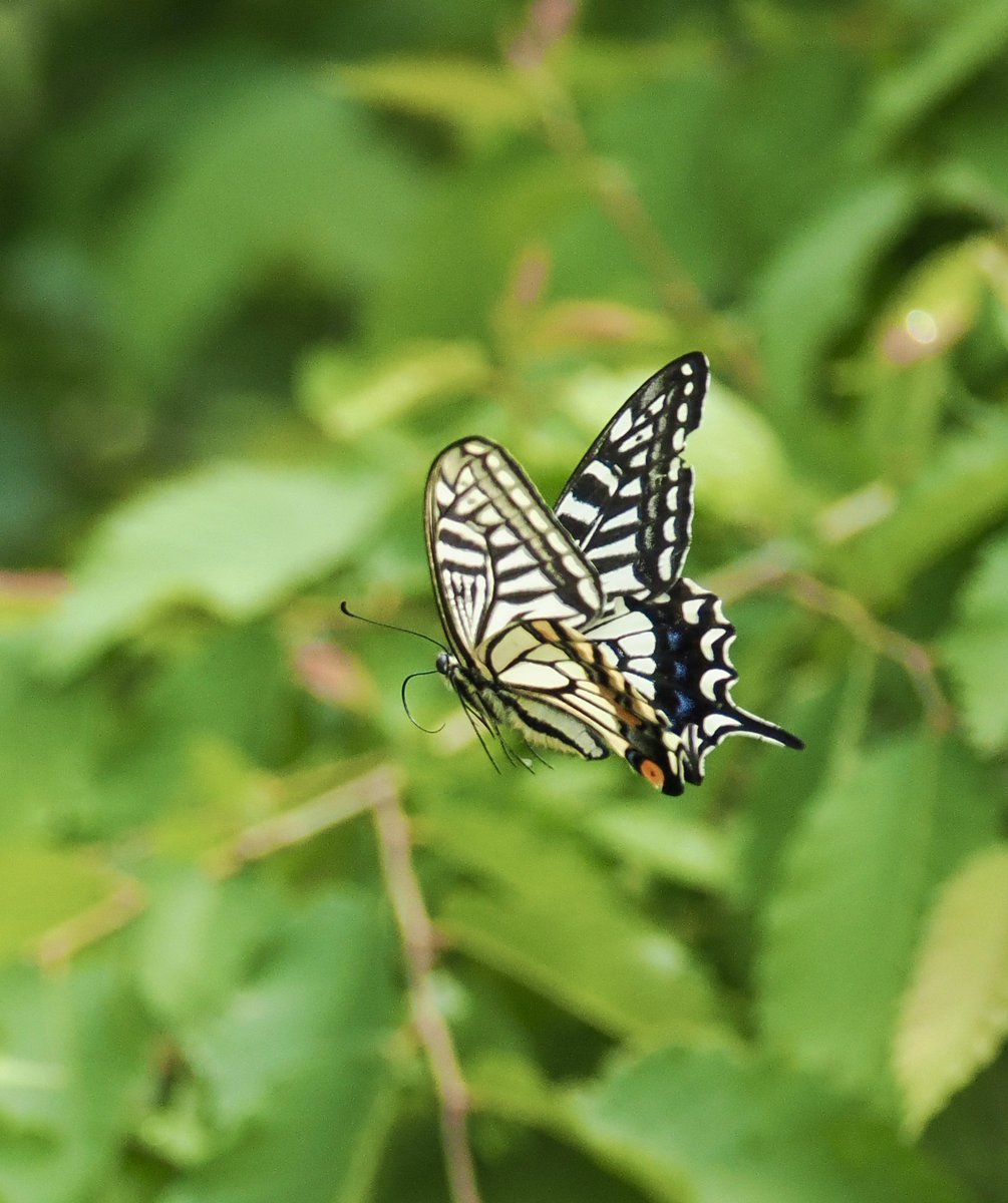 アンダーシュート🍃 tweet media