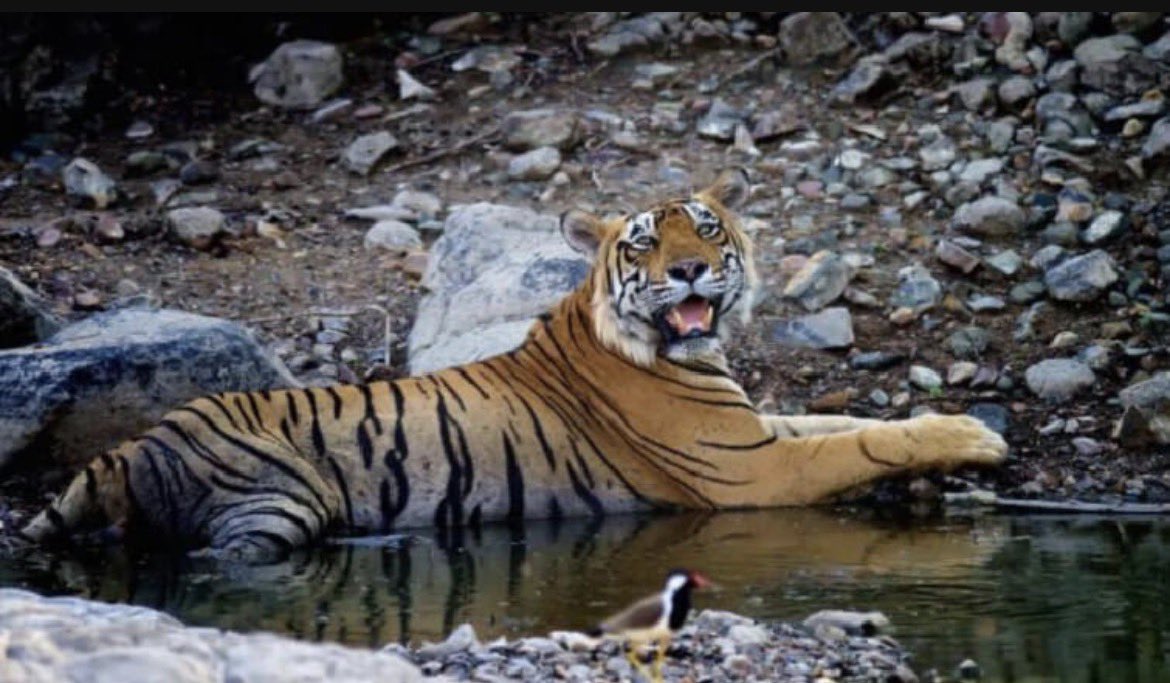 “The Ruthless Father’s Extraordinary Maternal Love” zalim/ dollar male 

T-25, also known as Dollar or Zalim, was a legendary male tiger from Ranthambore National Park , tiger was Born around December 2007 T-25 was one of three male cubs of tigress T-22 (Lahpur-Nagdi) and T-20