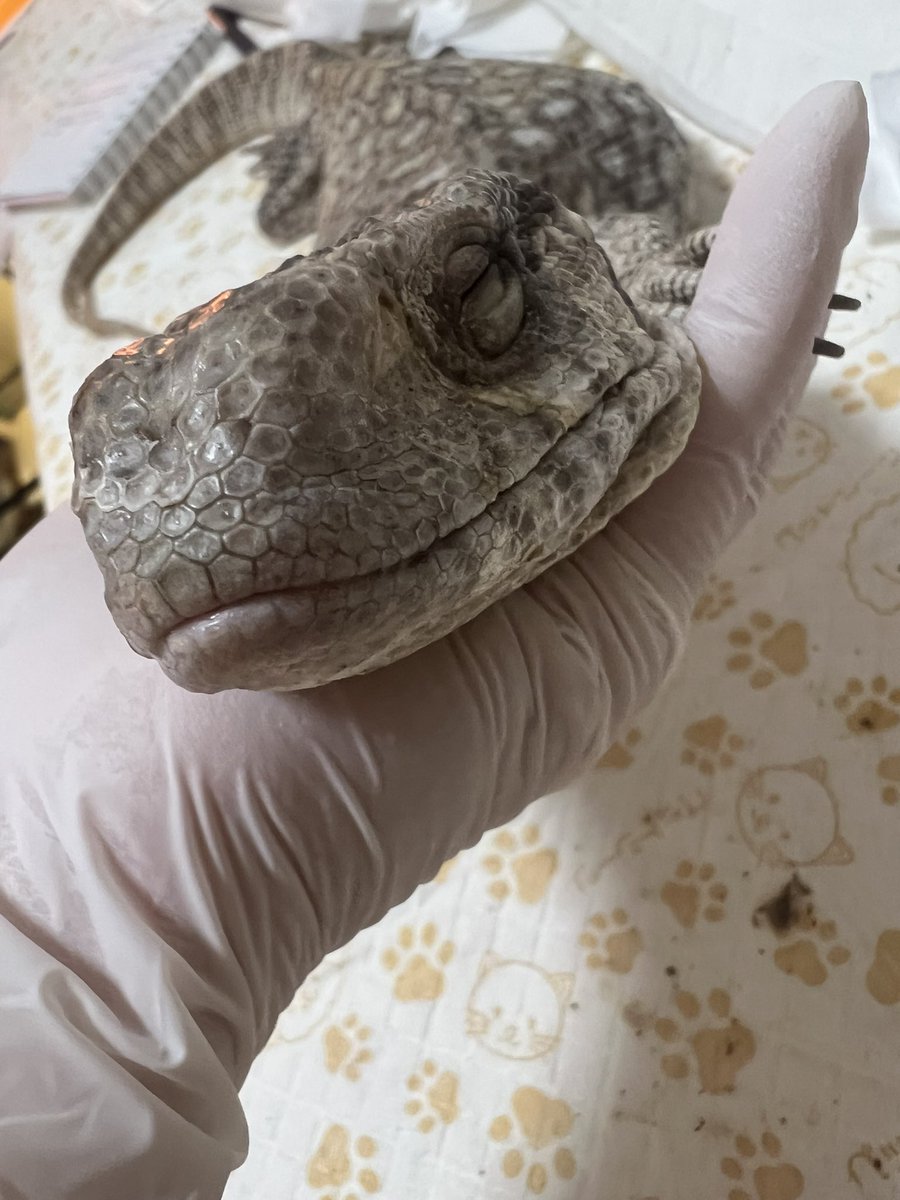 爬虫類絵師Croco tweet media