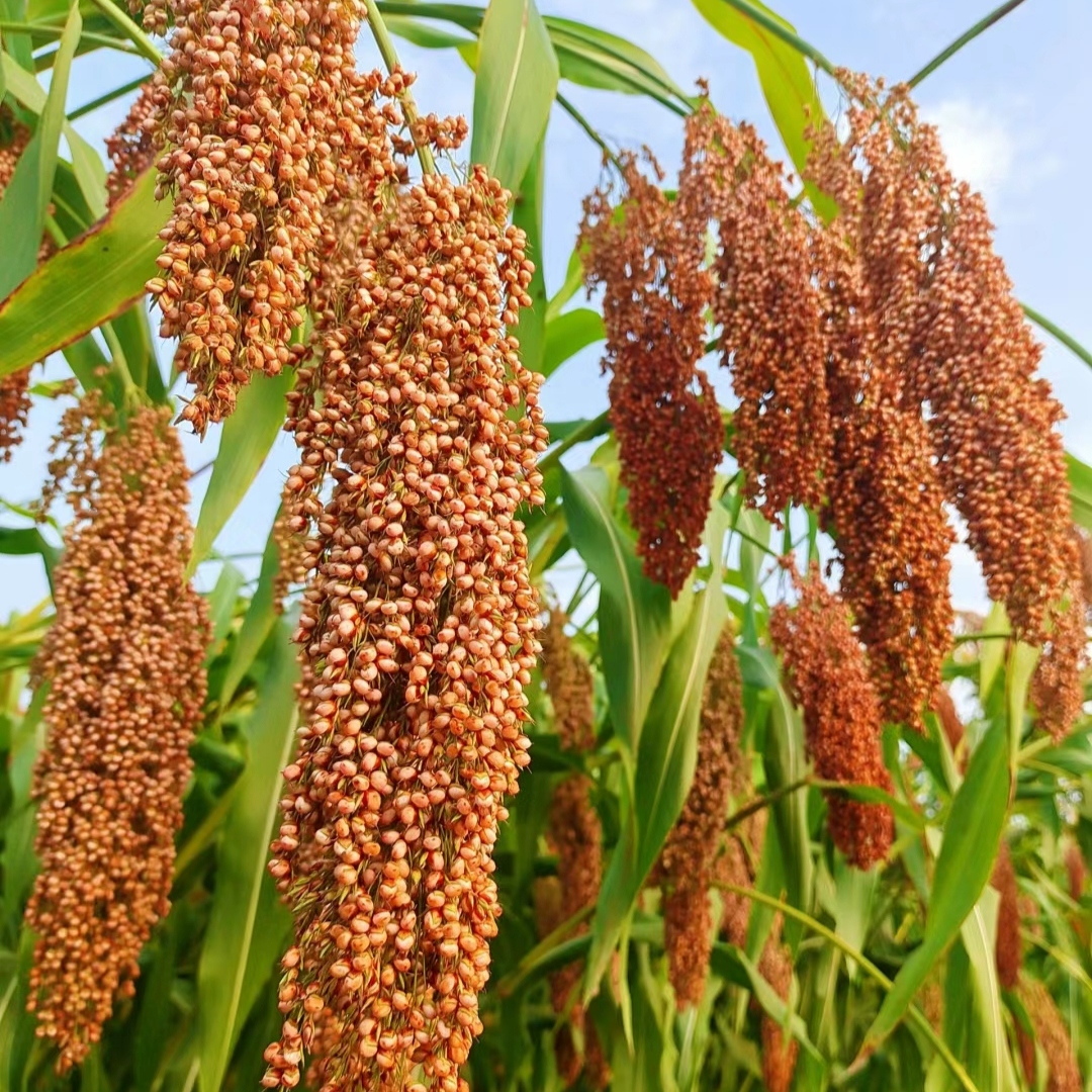 Vedad Salihovic tweet media