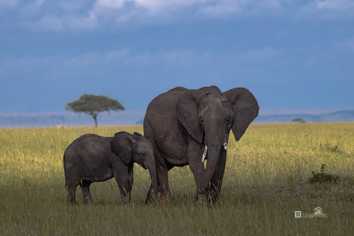 anEMDN_com's tweet image. 7th day, morning trip, Masai Mara, 3rd batch. 
اليوم السابع، جولة صباحية، مساي مارا، المجموعة الثالثة. 
#Kenya #MasaiMara #Wildlife #Nature   290126. 
P1