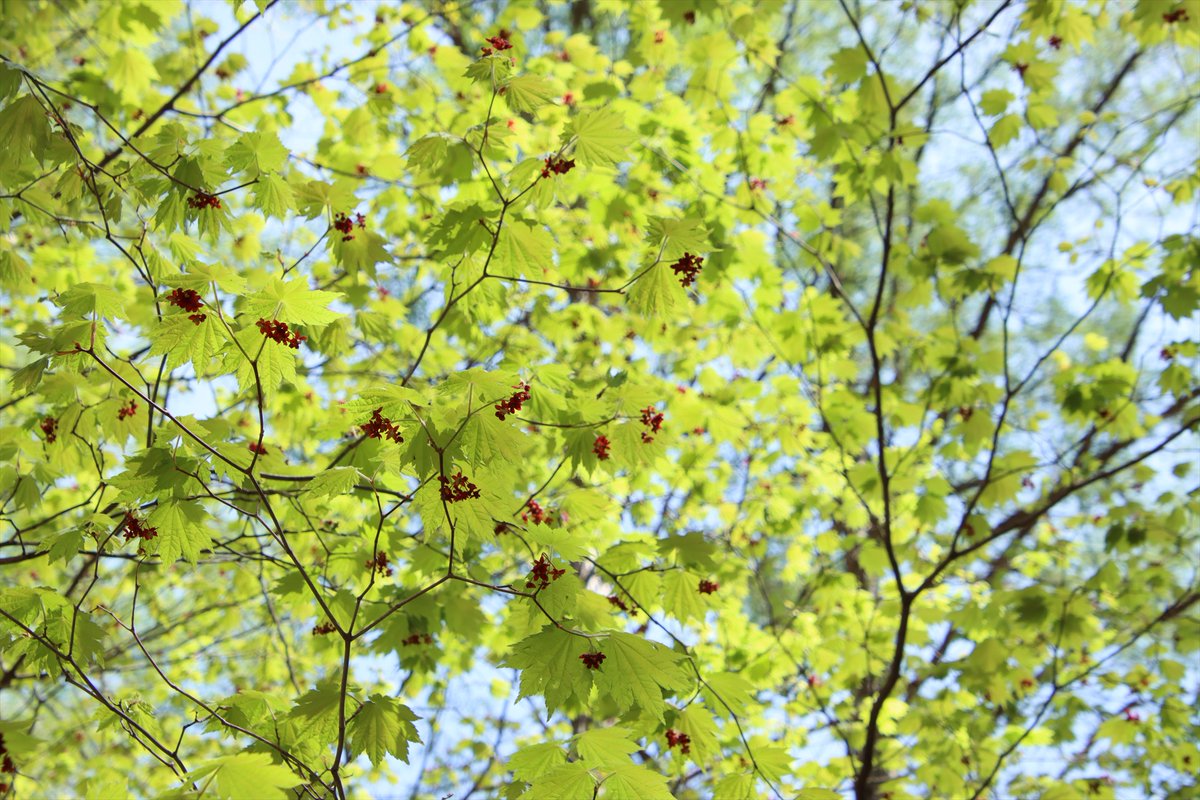 日光自然博物館 tweet media